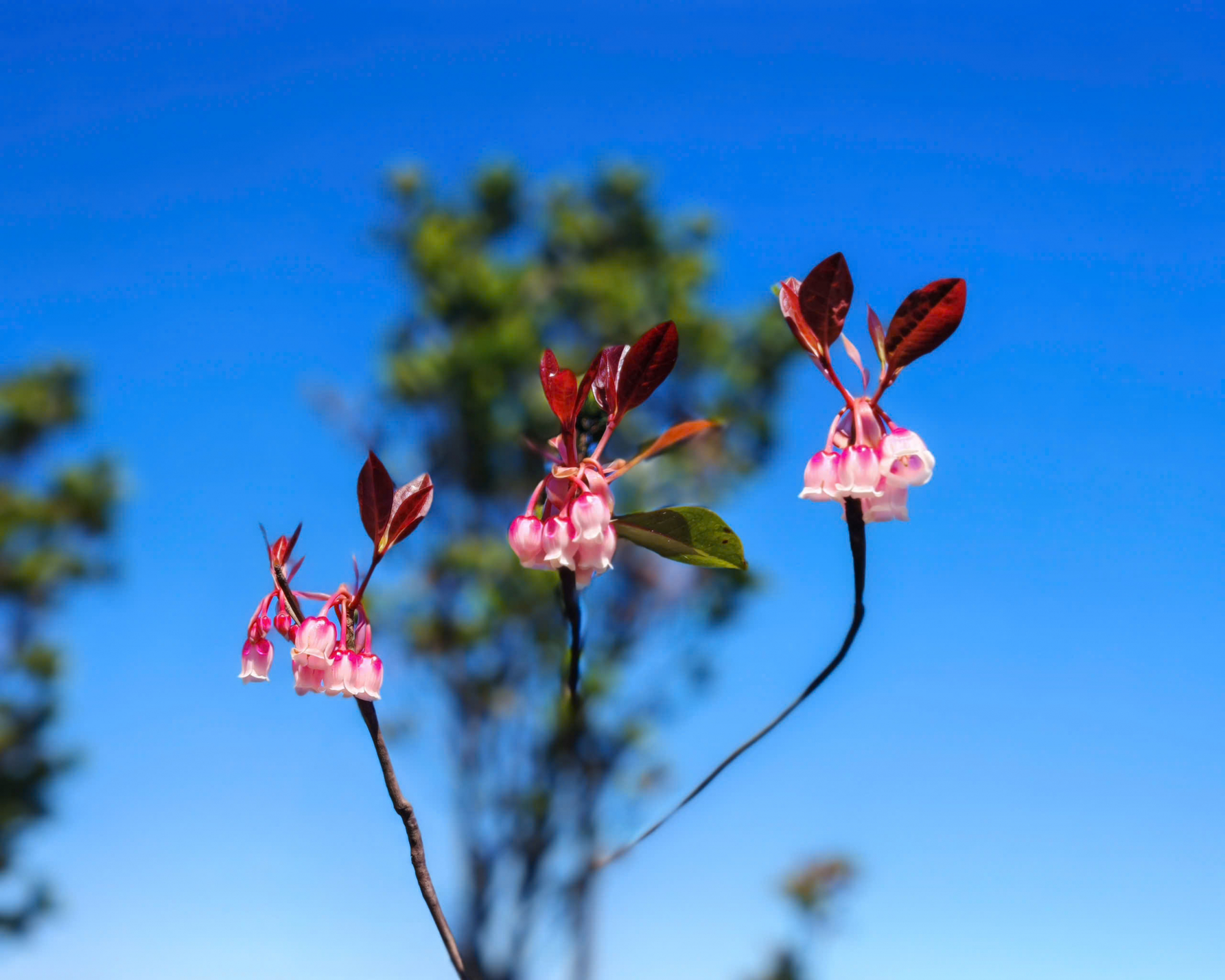 MÙA HOA ĐỖ QUYÊN BẠCH MÃ – KHI THIÊN NHIÊN GỌI MỜI NHỮNG BƯỚC CHÂN KHÁM PHÁ